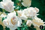 French Lace Garden